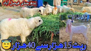 Budh mandi faisalabad  Today ltest Update  pardesi mandi  26 June 2024 [upl. by Scotti394]