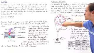 Prokaryotic vs Eukaryotic Flagella [upl. by Gnilrets132]