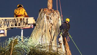 Bakersfield Tree Trimmer Fatal Accident  WARNING GRAPHIC CONTENT [upl. by Inor784]