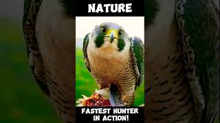 Peregrine Falcon Worlds Fastest Animal Natures⚡Speed Demon Takes Flight [upl. by Kaule]