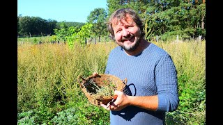 Aus unserem Kräutergarten  warum sind Bitterstoffe so wichtig [upl. by Rida9]