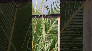 Vetiver in My Terrace Garden  Amazing Ways to Use It for Home amp Health [upl. by Nhtanhoj]