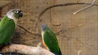 Parrot Facts  Green Cheek Conure aviary [upl. by Branden]