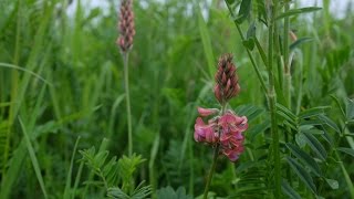 Sainfoin at Honeydale Farm [upl. by Lladnar]