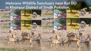 Mehrano Wildlife Sanctuary  Mehrano Kot Diji Khairpur Sindh [upl. by Georgiana913]