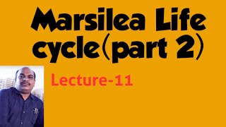 Marsilea Life cycle in English [upl. by Sadella913]