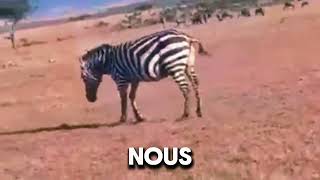 Documentaire des animaux Le Voyage du pingouin [upl. by Leonerd]