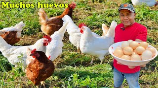 Como hacer que tus gallinas pongan muchos huevos [upl. by Bekha]