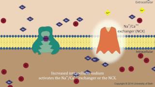 Digoxin  mechanism of action [upl. by Anauqat]