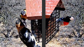 Colorful Grosbeak Duo Rosebreasted amp Blackheaded Grosbeaks Take Turns in Texas  April 30 2023 [upl. by Norad]