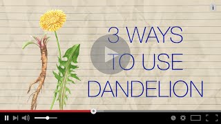 Herb Notes The Medicinal Benefits of Dandelion [upl. by Tab]