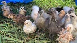 にわとりの赤ちゃんがカラスに食べられましたにわとりのヒナCrow ate chicks [upl. by Everrs]