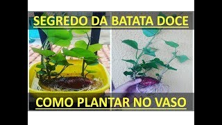 Como plantar batata doce no vaso MAIS FÁCIL DO MUNDO [upl. by Esyak]