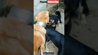 गुशेल भोटिया डॉग।। 1 trending viral youtube shorts video reels dog love dogfight fight [upl. by Lynnea]