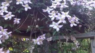 Clematis Montana [upl. by Seldan]