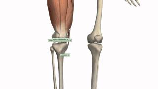 Muscles of the Thigh Part 1  Anterior Compartment  Anatomy Tutorial [upl. by Burg]