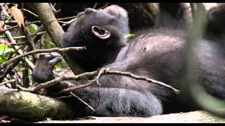 Chimpancés Hora de la siesta  Disneynature [upl. by Leuqar903]