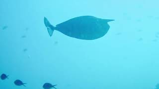 scubadiving Best of komodo Odd Shaped teleostbony fish Drift Dive Land Gabriella9797 tg6 [upl. by Adna]