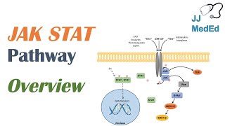 JAKSTAT Signaling Pathway [upl. by Akyre]