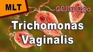 Trichomonas Vaginalis in Malayalam Morphology life cycle and laboratory diagnosis biohub [upl. by Lohrman]