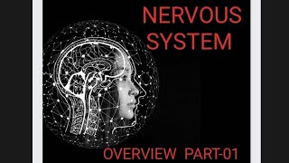 NEUROANATOMY AND NEUROPHYSIOLOGY OVERVIEW PART01 [upl. by Neiluj208]