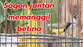 SOGON JANTAN MEMANGGIL BETINA sogon sogongacor [upl. by Kreegar]