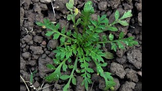 Identifying Lesser Swinecress Lepidium didymum Coronopus didymus [upl. by Anwad]