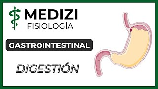 Clase 53 Fisiología Gastrointestinal  Digestión en el tubo digestivo IGdoctorpaiva [upl. by Hnil207]