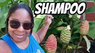 Growing Shampoo Ginger Awapuhi VLOG  Growing  Benefits  Harvest [upl. by Devitt]