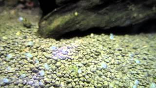 Ostracoda in aquarium [upl. by Anot]