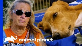 The Team Does Everything They Can To Save This Poor Dogs Life  Pit Bulls amp Parolees [upl. by Yssej]