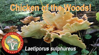 Chicken of the Woods Laetiporus sulphureus Wild Mushrooms of Wisconsin [upl. by Lissy752]