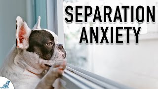 HOW TO SOLVE SEVERE SEPARATION ANXIETY [upl. by Aihcila]