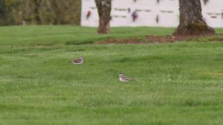 Killdeer feeding 1080p 50fps [upl. by Darin743]