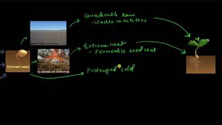 Seed dormancy  Plant growth and development  Biology  Khan Academy [upl. by Ydda]