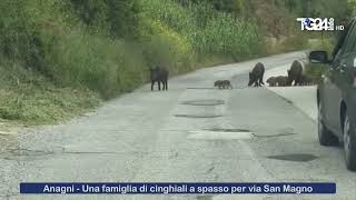 Anagni  Una famiglia di cinghiali a spasso per via San Magno [upl. by Ydasahc998]