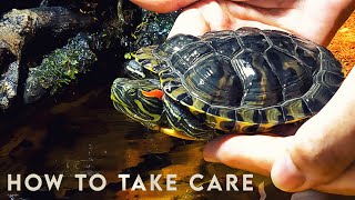 How to take care of a Turtle 🐢 RED EARED SLIDER [upl. by Acceb]