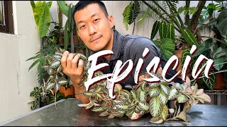 Episcia A Fast Growing Easy Low Light Plant Care Tips and Propagation  WITH UPDATES [upl. by Riha]