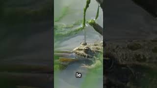 Ces Grenouilles Gèlent en Hiver  🐸❄️ [upl. by Enale]