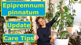 Epipremnum pinnatum  Update amp Care Tips [upl. by Arber842]