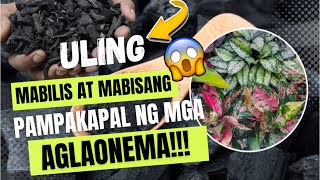 AMAZING USES OF CHARCOALULING ON OUR PLANTS [upl. by Ahsika]