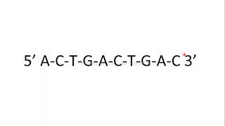 exonuclease endonuclease molecular biology [upl. by Jolda]