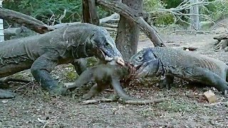 Komodo dragons catches monkey 🐒🐒 [upl. by Caddaric]