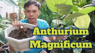 ANTHURIUM MAGNIFICUM PROPAGATION AND CARE TIPS [upl. by Ahsenwahs226]