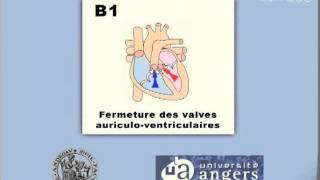 IPEC Examen cardiaque Les bruits du coeur [upl. by Casta]