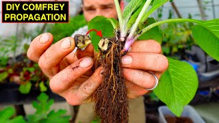 DIY Greenhouse Bocking Comfrey Propagation For Food Forestry [upl. by Reo]