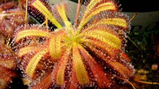 Drosera capensis x spatulata Hybrid Sundew Carnivorous Plant [upl. by Uzzi]