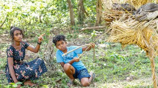 How to Catch Partridge bird  Village guy catching partridge bird [upl. by Eelan]