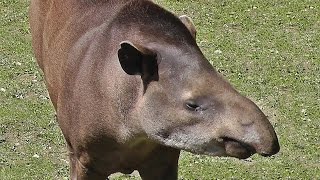 Brazilian Tapir [upl. by Aicilav]