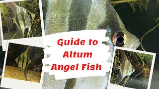 Guide to Altum Angel Fish Pterophyllum altum [upl. by Nidnal]